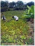 En 2011, Perú puede convertirse en el primer productor mundial de coca